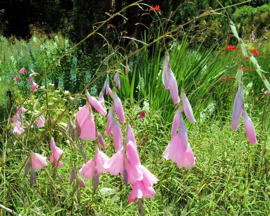 Atlasblume