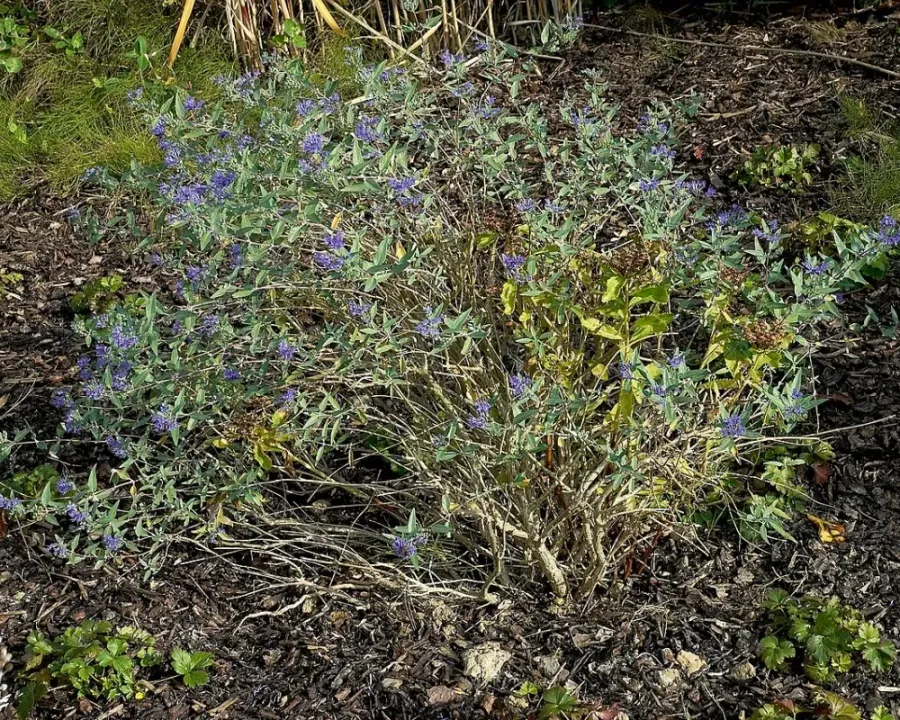Bartblume
