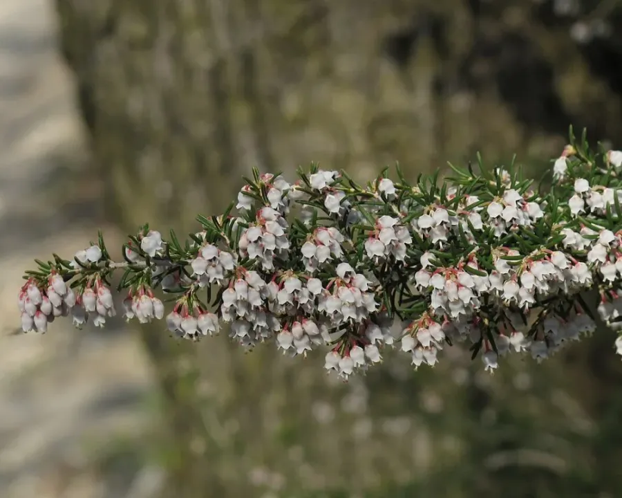 Baumheide