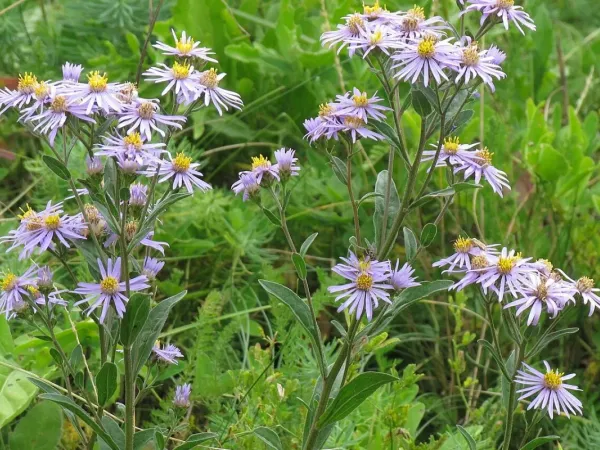 Berg-Aster