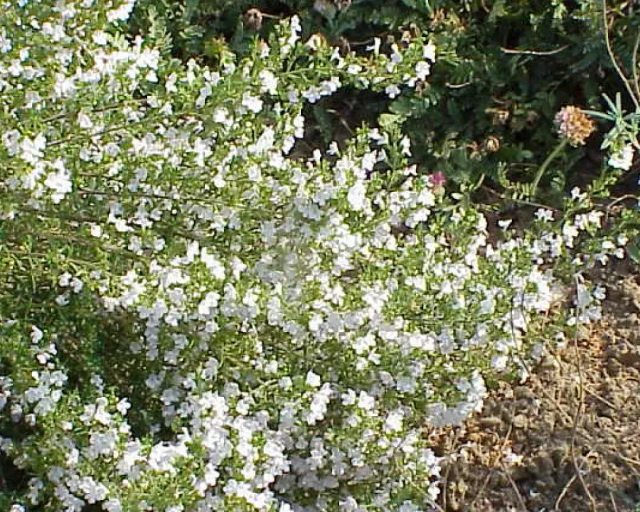 Bergbohnenkraut