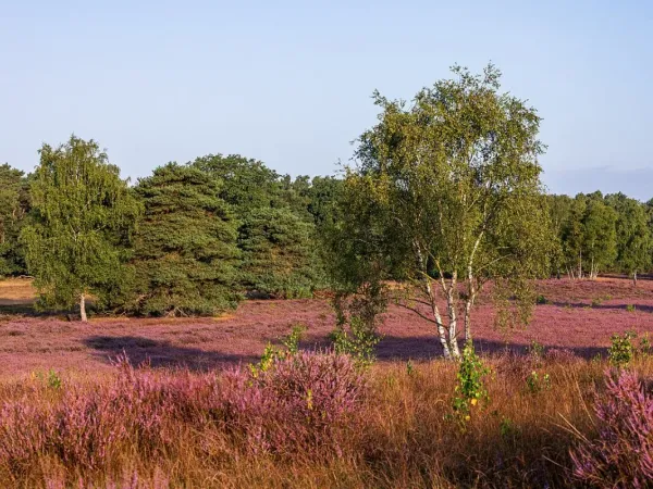 Besenheide
