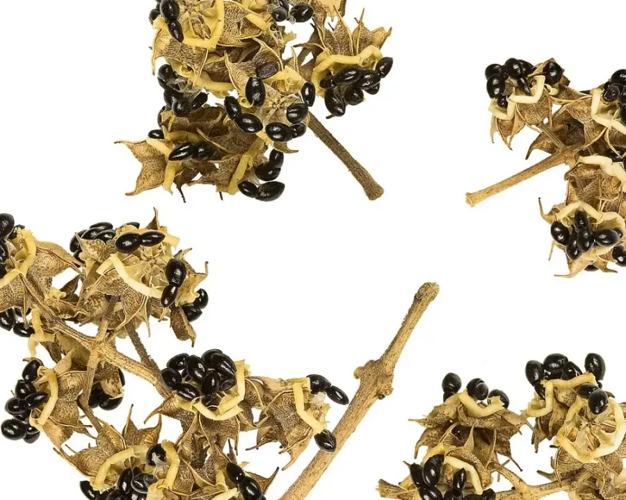 Bienenbaum