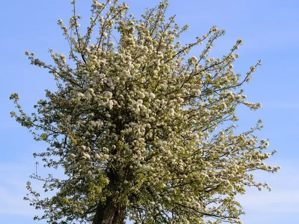 Birnbaum