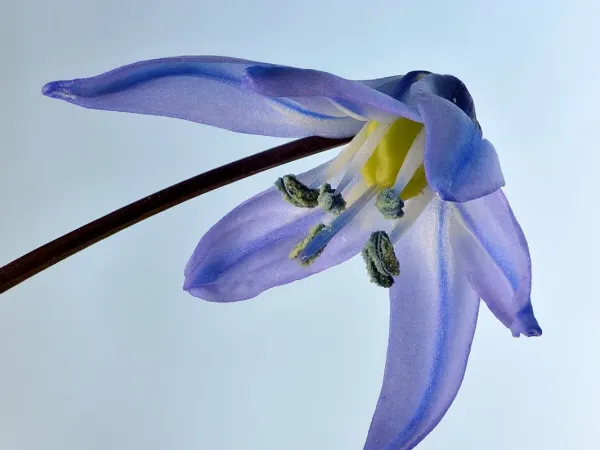 Blaustern (Scilla)