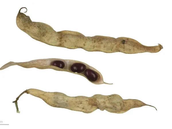 Buschbohne