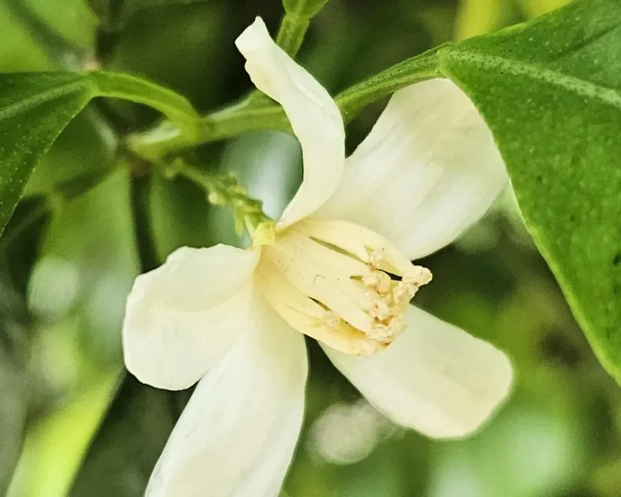 Calamondin