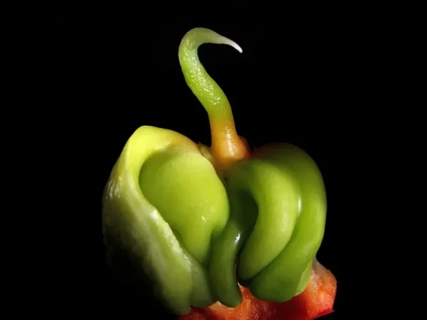 Chili