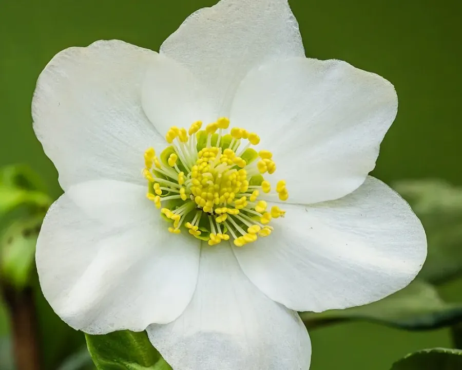 Christrose