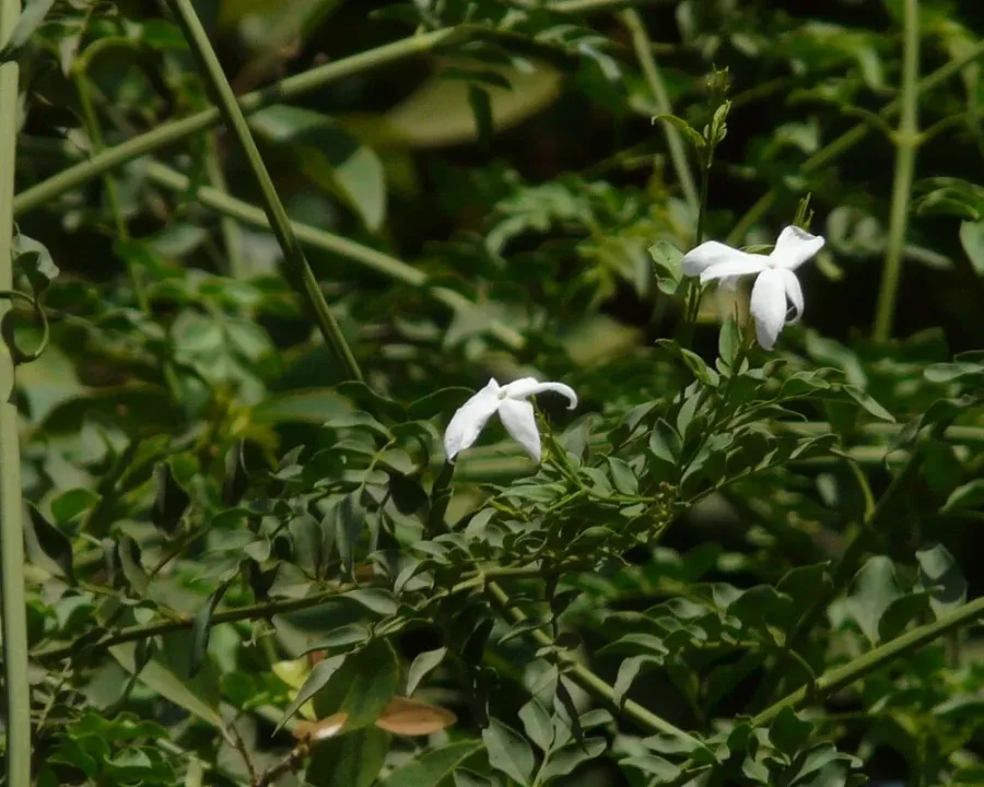 Duftjasmin