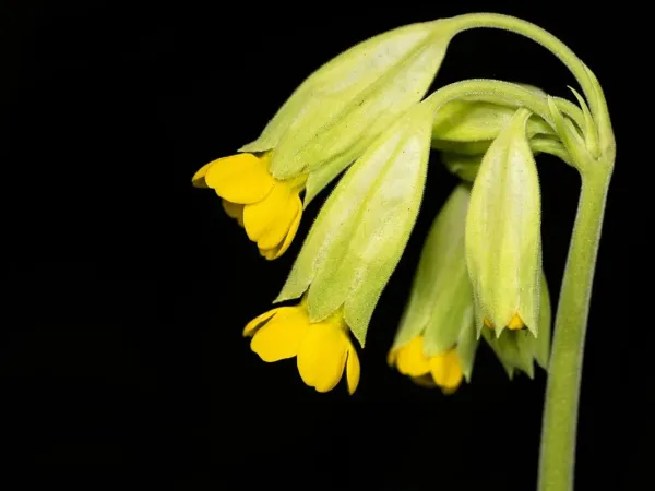 Echte Schlüsselblume