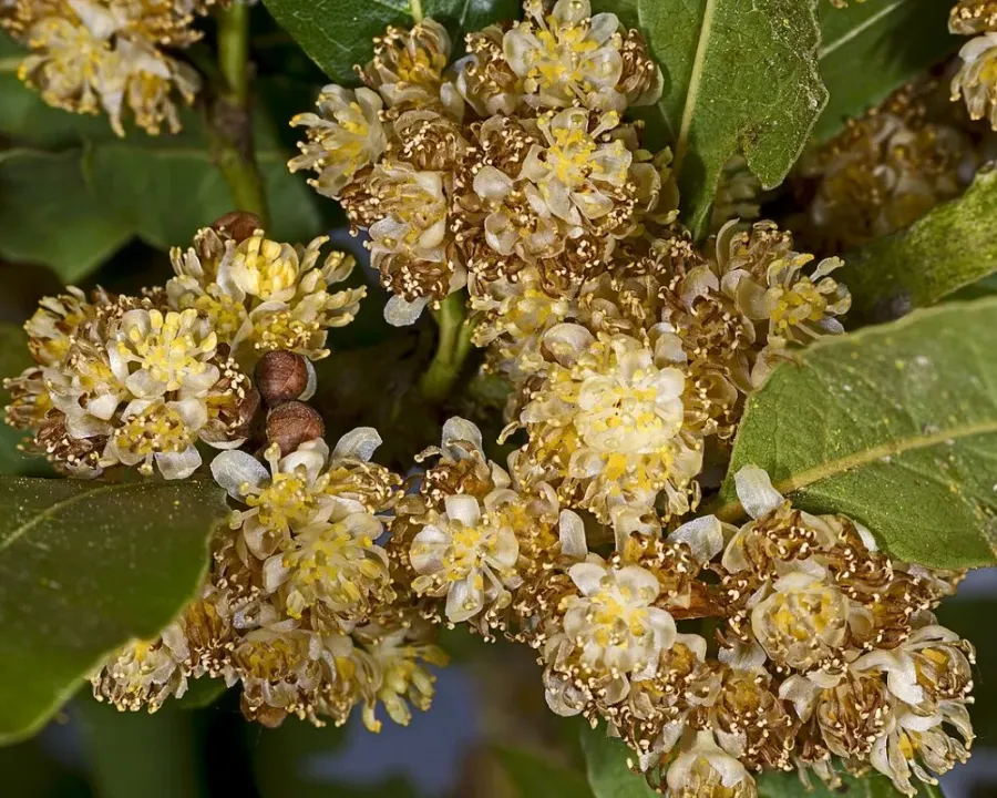 Echter Lorbeer (als Kübelpflanze)
