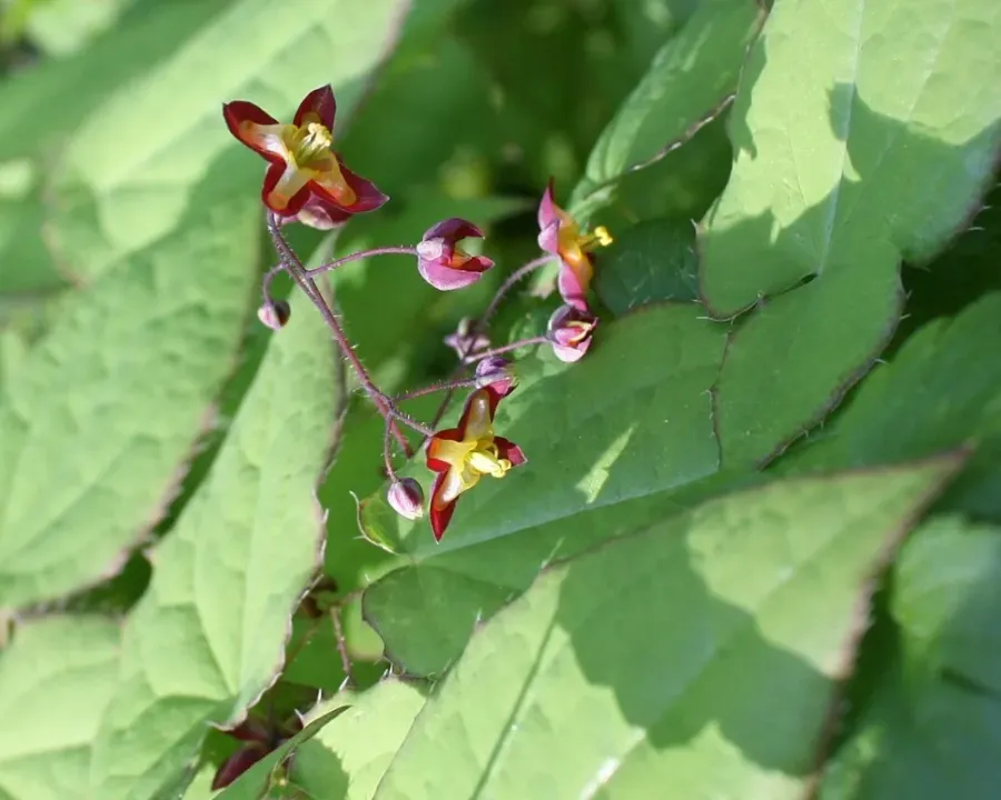 Elfenblume (Epimedium)