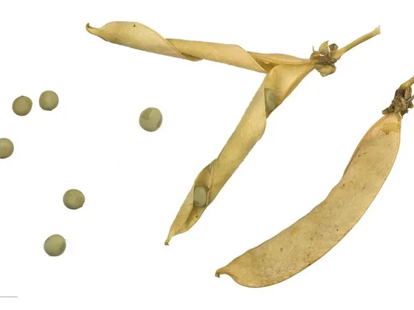 Erbse