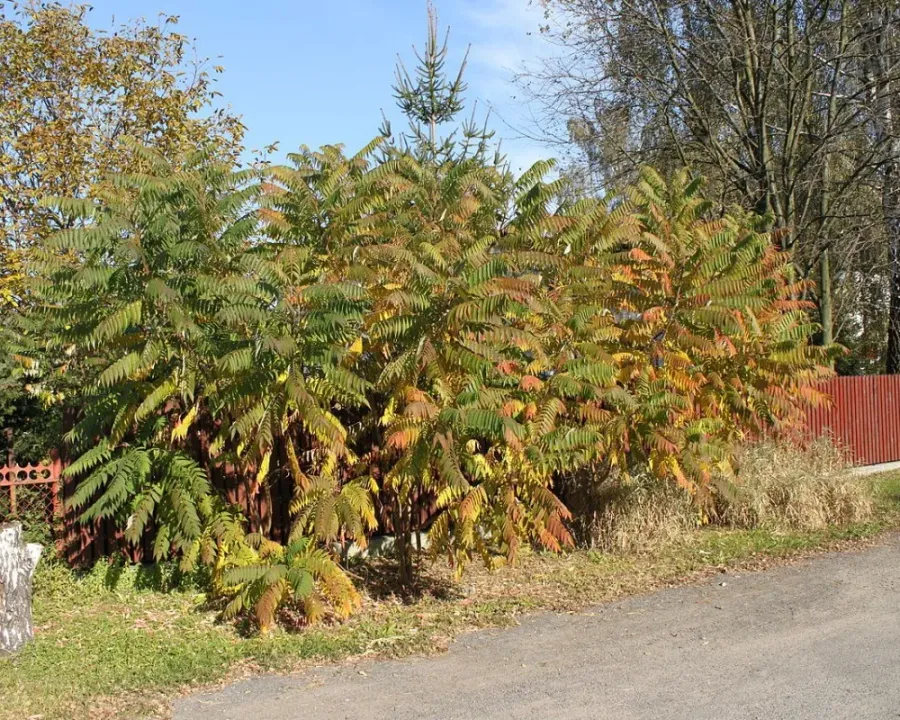 Essigbaum