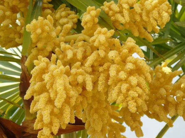 Fadenpalme