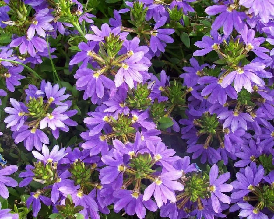 Fächerblume