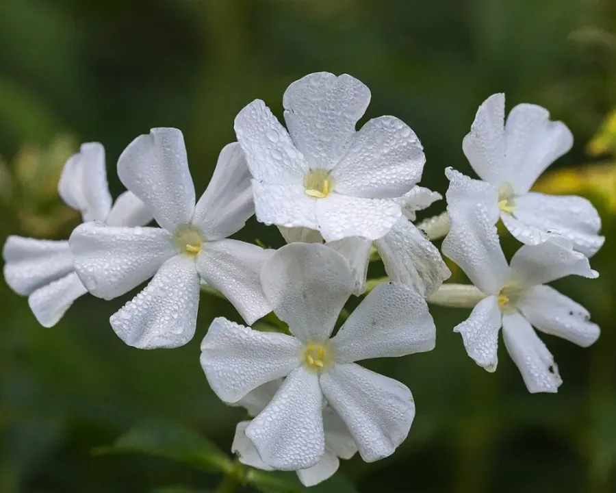 Phlox (Flammenblume)