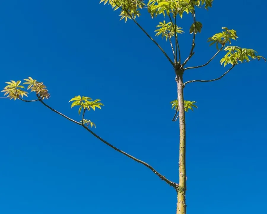 Flaschenbaum