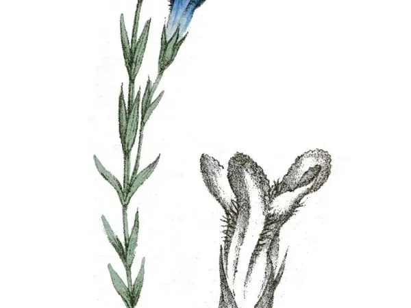 Fransenenzian