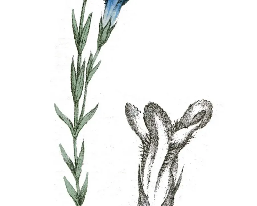 Fransenenzian