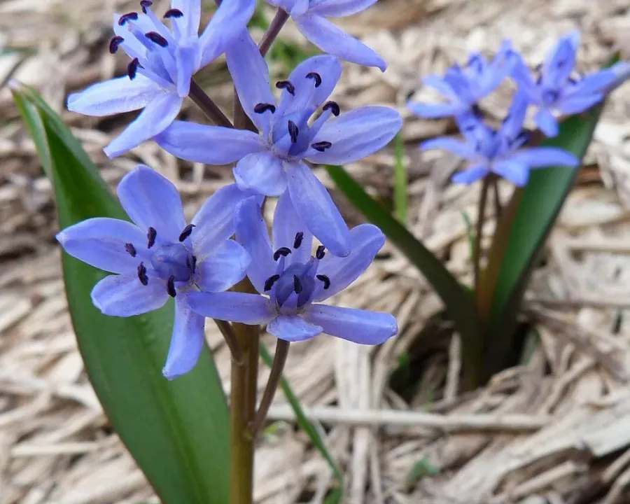 Frühlingssternblume