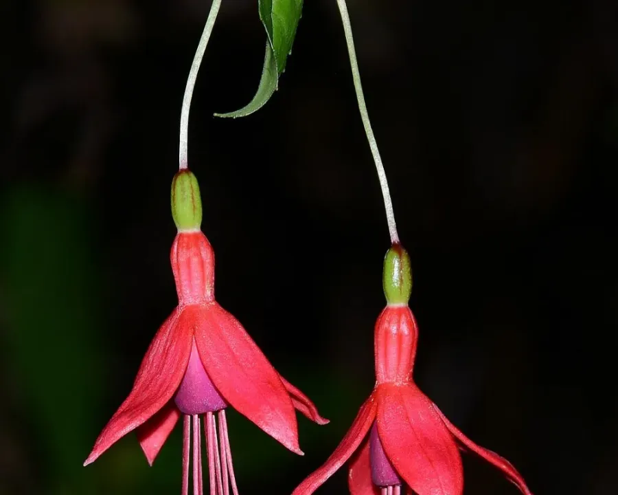 Fuchsia