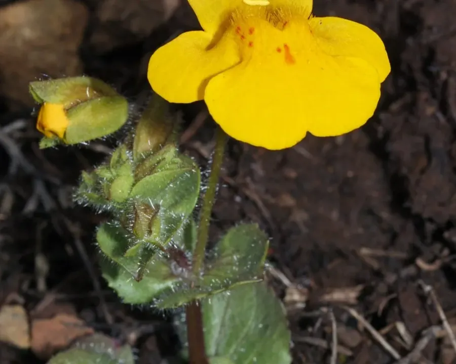 Gauklerblume
