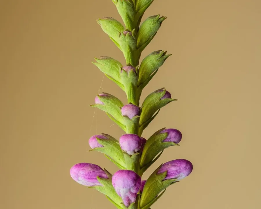 Gelenkblume
