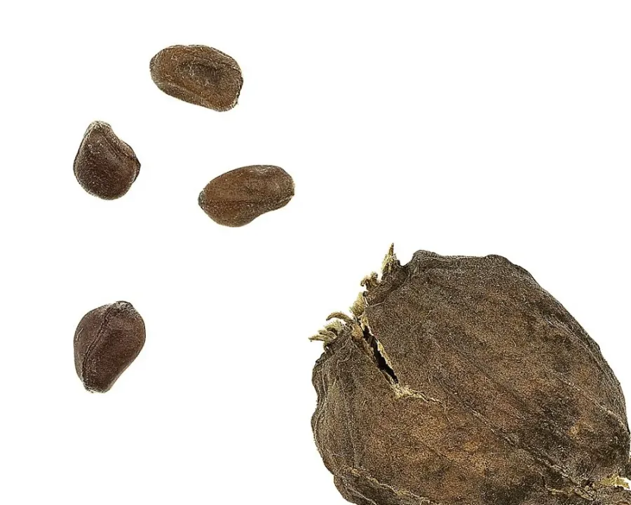 Gewürzstrauch