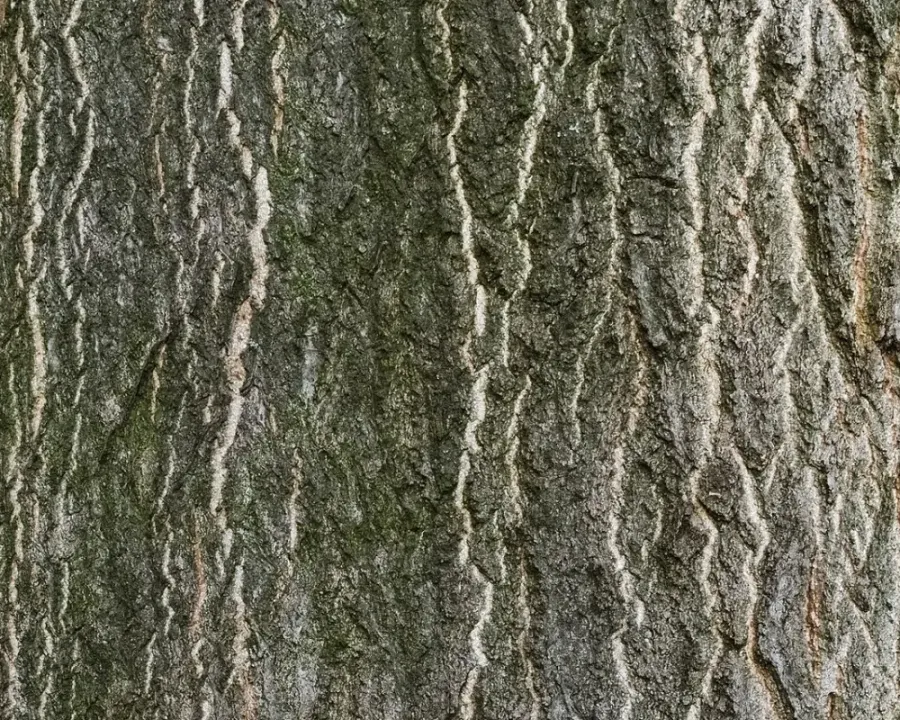 Götterbaum
