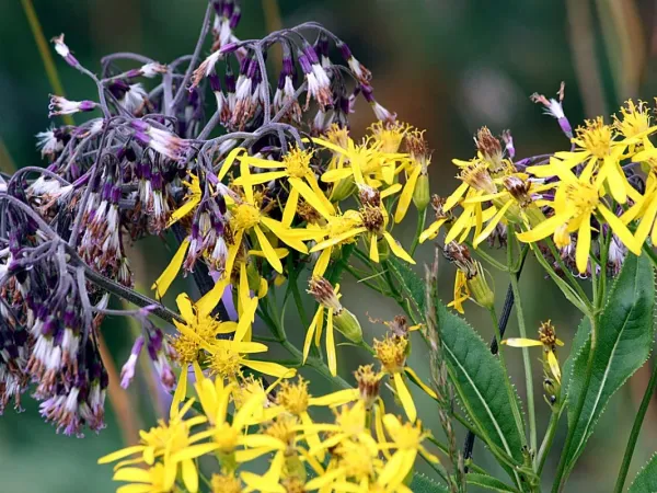 Greiskraut