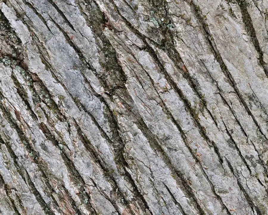 Gurkenmagnolie