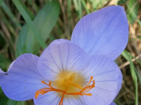 Herbst-Krokus