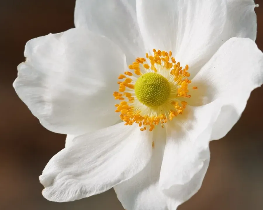Anemone hupehensis