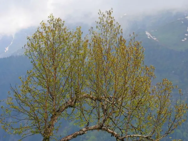 Himalaya-Birkenrinde