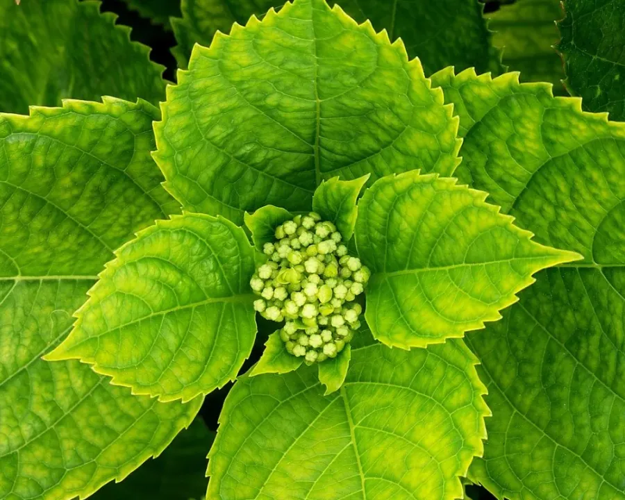 Hortensie