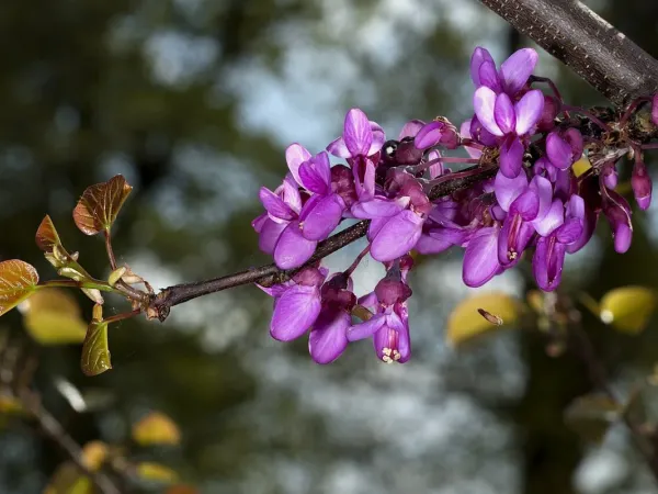 Judasbaum (Cercis)