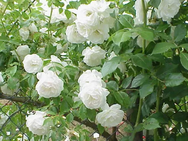 Kletterrose