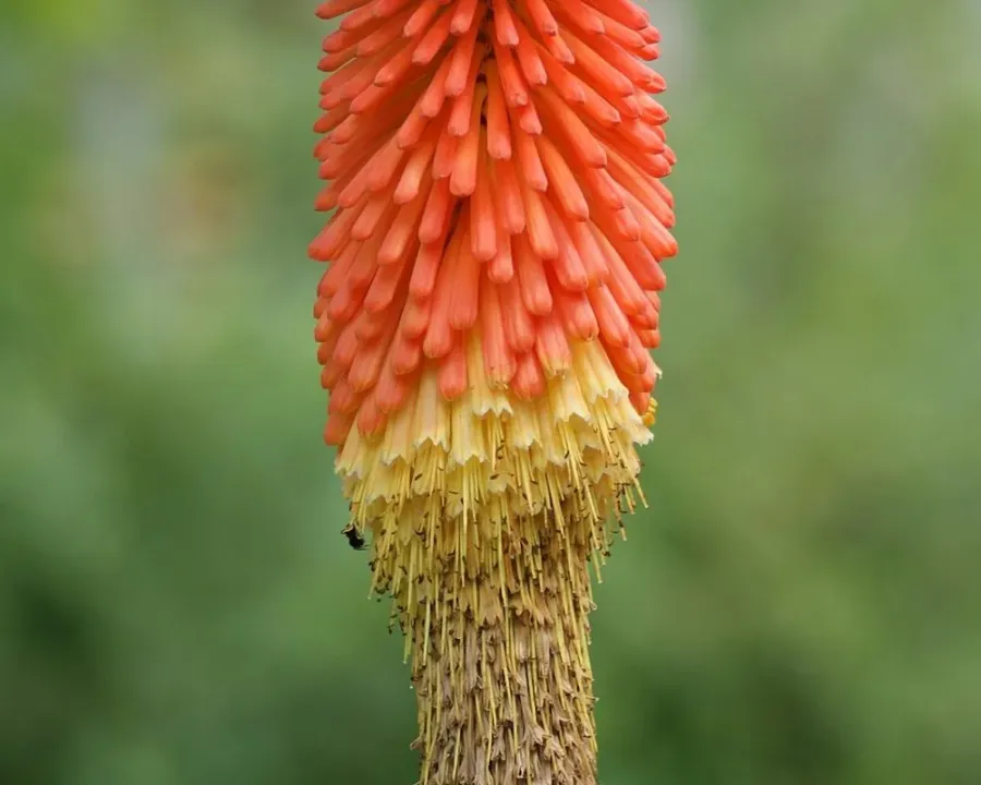 Kniphofia