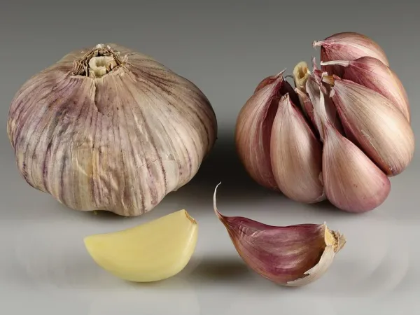 Knoblauch