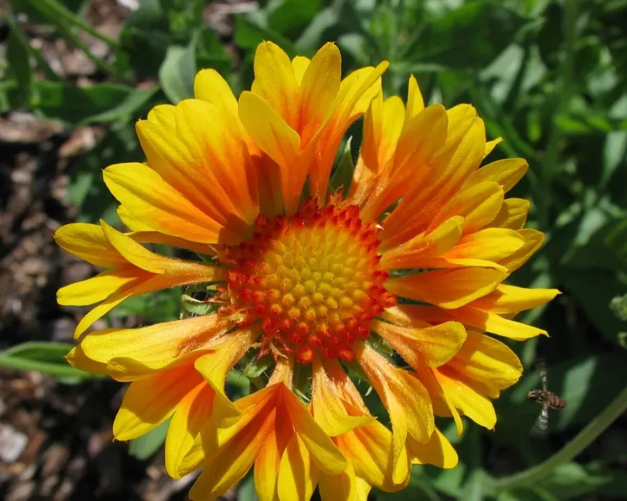 Kokardenblume