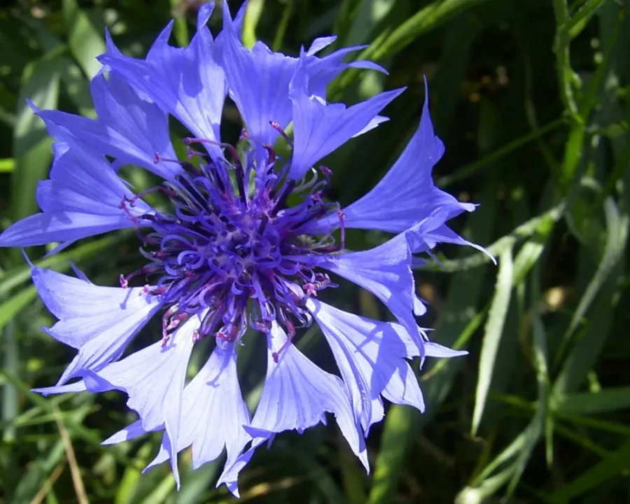 Kornblume