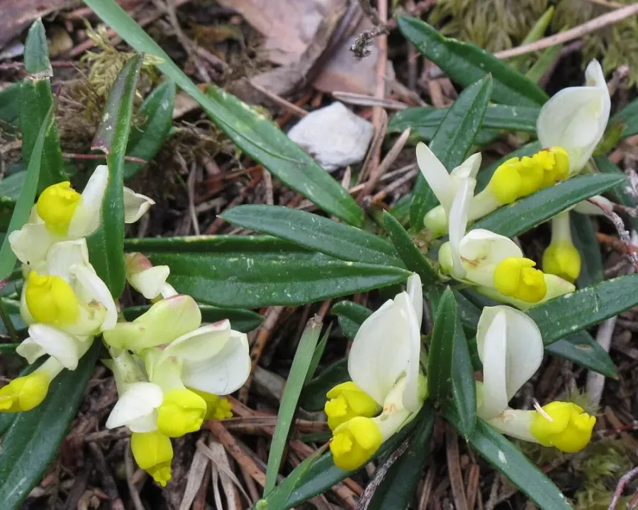 Kreuzblume