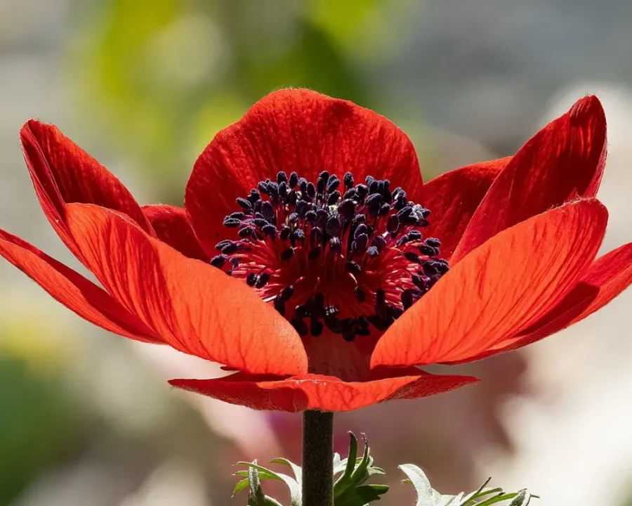 Kronen-Anemone
