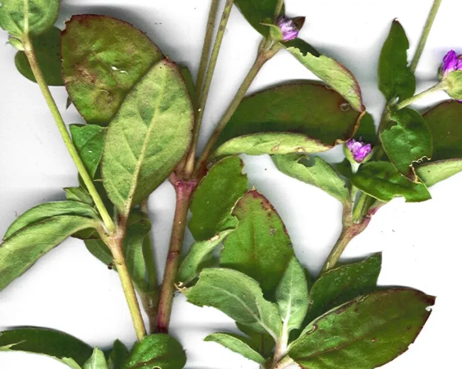 Kugelamaranth