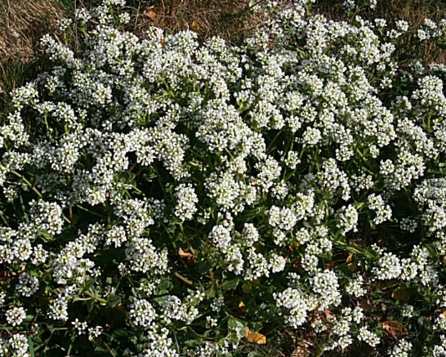 Löffelkraut