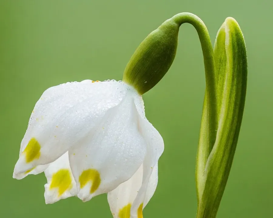 Märzenbecher