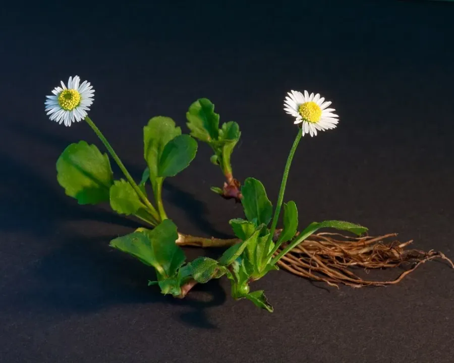 Gänseblümchen (Bellis)