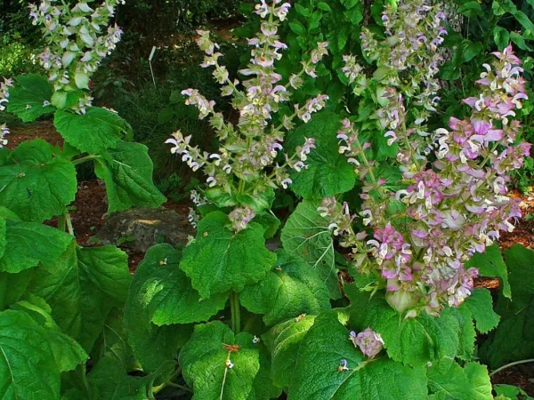 Muskatellersalbei